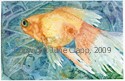 Goldfish, Blue Water